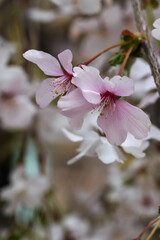六角堂の境内に咲く桜
