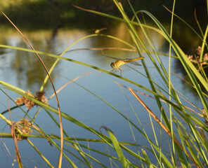 
Dragonflies perching on leaves. dragonfly in nature. Dragonflies in natural habitats. Beautiful natural scenery with dragonflies.