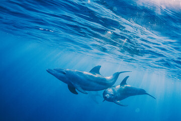 Fototapeta premium Delfines