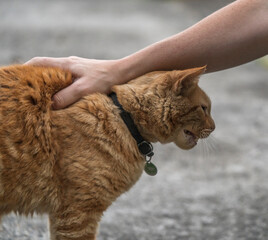person petting a cat