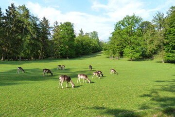 Wildpark Gräflicher Park Bad Driburg