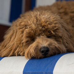 Schalfender Maltipoo