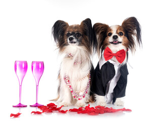 papillon dog in studio