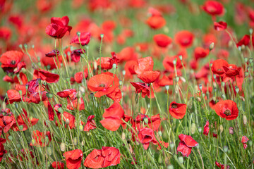 Fototapeta premium poppies field in nature