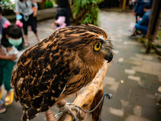 brown owl perched on a branch in the garden
