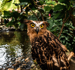 brown owl with sharp eyes
