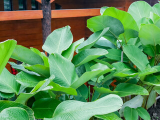 Obraz premium Wet banana leaves in the backyard 