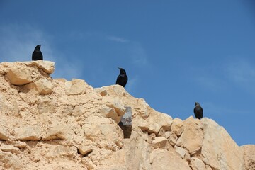 Three black birds on the rock