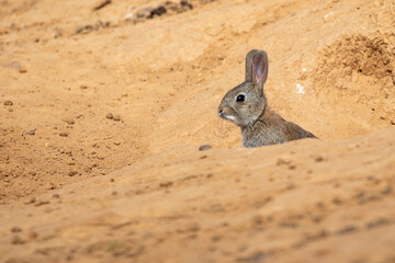 Small European rabbit peeking out of its burrow.