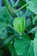 Obraz premium Close-up of green boxes of physalis alkekengi.