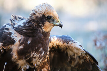 Close-up of a female Marsh Harrier, Circus aeruginosus, against a blurred background.