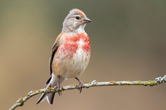 Bright common linnet bird in forest