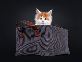 Cute little red with white Maine Coon cat kitten, sitting in gray corduroy basket. Looking naughty...