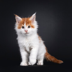 Cute little red with white Maine Coon cat kitten, standing facing camera. Looking curious towards camera. One paw in moving position. Isolated on a black background.