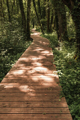 chemin dans la forêt