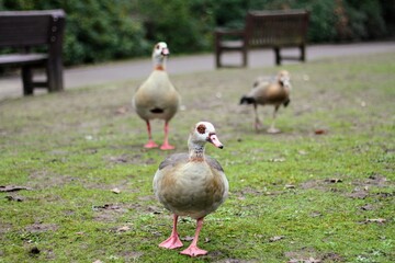 Egyptian geese walking together in Kelsey park, Beckenham