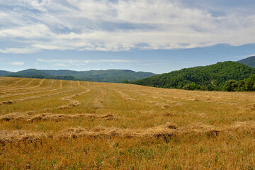 a large harvested wheat field
