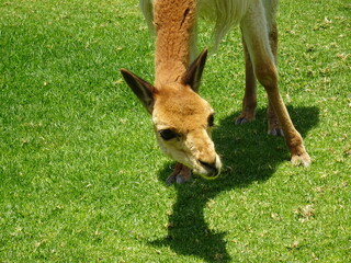 [Peru] A vicuna eating grass (Arequipa)