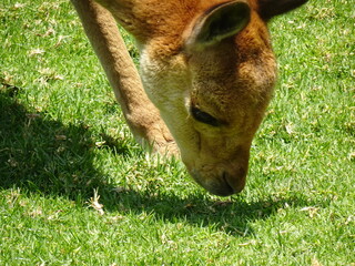 [Peru] A vicuna eating grass (Arequipa)