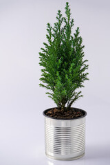 The cypress is green. Coniferous house plant. Christmas tree in a pot. Tin can like a flowerpot. Use of recyclable materials. White background.