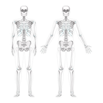 Set of Skeleton Humans realistic diagram front view different hands pose. Flat grey scale colour Vector illustration anatomy isolated concept medical banner, human skull spine ribs pelvis and joints