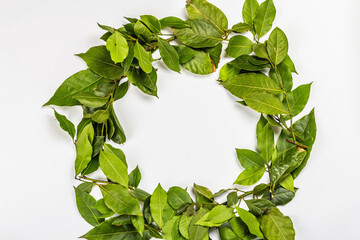 Laurel wreath of fresh leaves isolated on white background