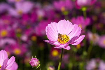 Obraz premium Bee holding on capel pink cosmos flower. Beautiful insect in natural background.
