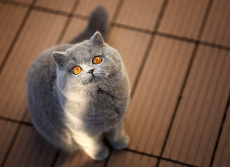 Britisch Kurzhaar Kitten edel und imposant Odd eyed