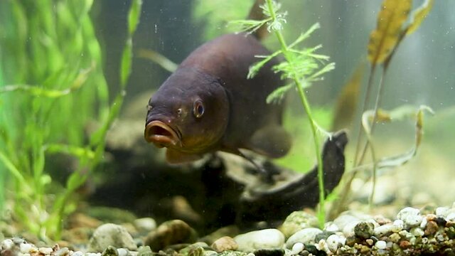 Tench - Tinca tinca close up in detail