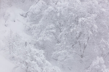 foggy snow on tree, white background