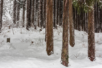 Pine stems with snow background, nature texture