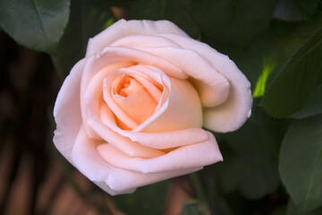 pink rose in the garden