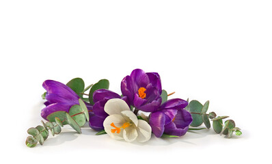 Violet and white crocuses with green eucalyptus leaves and branches on a white background with space for text. Spring flowers