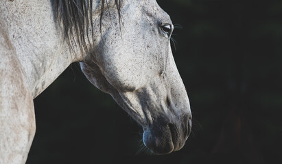Portrait of a white horse over a black background. Horse's head Close up, detail