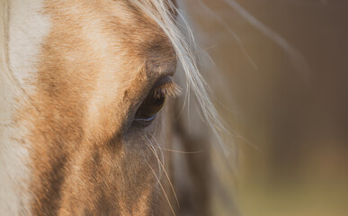 Portrait of a palomino horse close up. Detail, mane