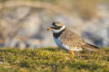 Obraz premium Grand Gravelot, Pluvier grand-gravelot (Charadrius hiaticula, Common Ringed Plover)
