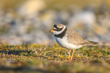 Grand Gravelot, Pluvier grand-gravelot (Charadrius hiaticula, Common Ringed Plover)