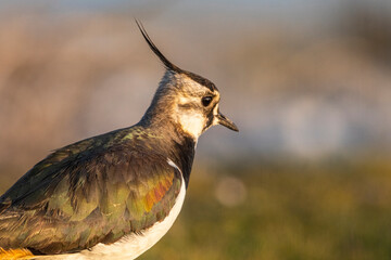 Vanneau huppé (Vanellus vanellus - Northern Lapwing)