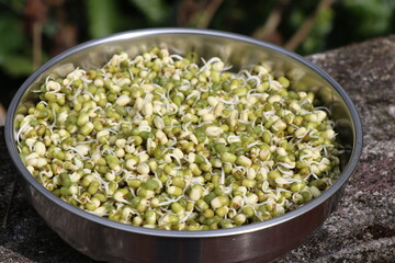 Bowl of green gram sprouts ready to eat or for growing, Germinated mung beans
