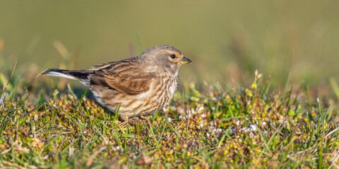 Linotte mélodieuse (Linaria cannabina - Common Linnet)