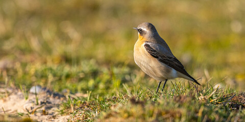 Traquet motteux (Oenanthe oenanthe - Northern Wheatear)