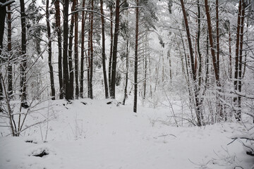 Snowy winter forest background with large pine trees covered with snow.