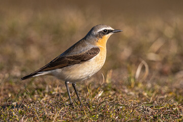 Fototapeta premium Traquet motteux (Oenanthe oenanthe - Northern Wheatear)