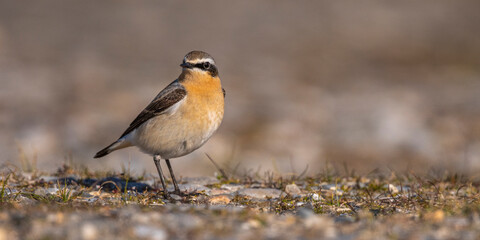 Traquet motteux (Oenanthe oenanthe - Northern Wheatear)