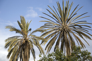 palm tree on sky