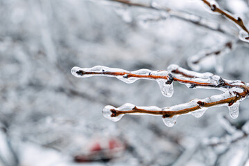 Freezing Rain, Icing Hazards. Frozen tree branch in winter city. Icy tree branches close-up. Icing, frozen bushes. Icing conditions. Selective focus