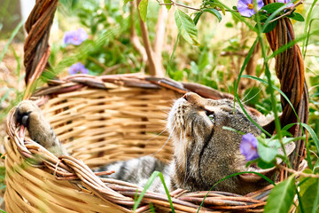Cute gray tabby cat sleeping in basket in the garden. Spring holidays greeting card. Animals theme.