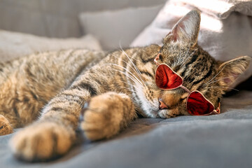 Cute funny tabby cat, wearing pink sunglasses a shape of heat, sleeping on couch on big pillow....
