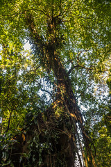Ancient tree in rain forest in Ilhabela, São Paulo, Brazil