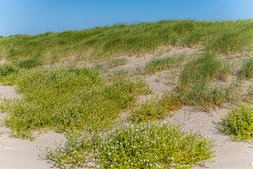 Elymus farctus (chiendent des sables) et Roquette de mer (Cakile maritima)